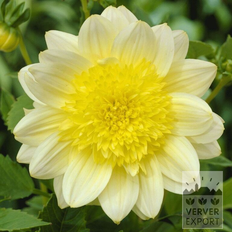 Dahlia op pot 'Paso Doble' (29108)