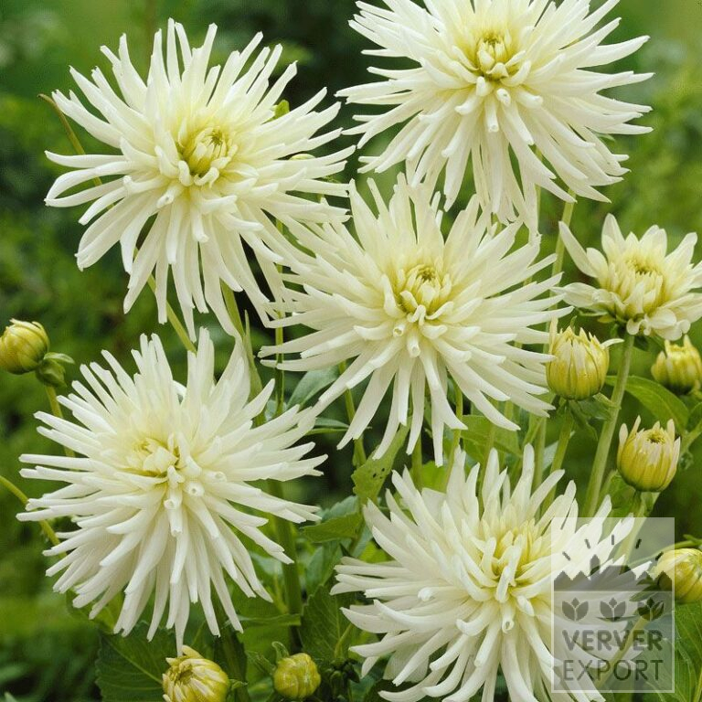 Dahlia op pot 'Playa Blanca' (29112)