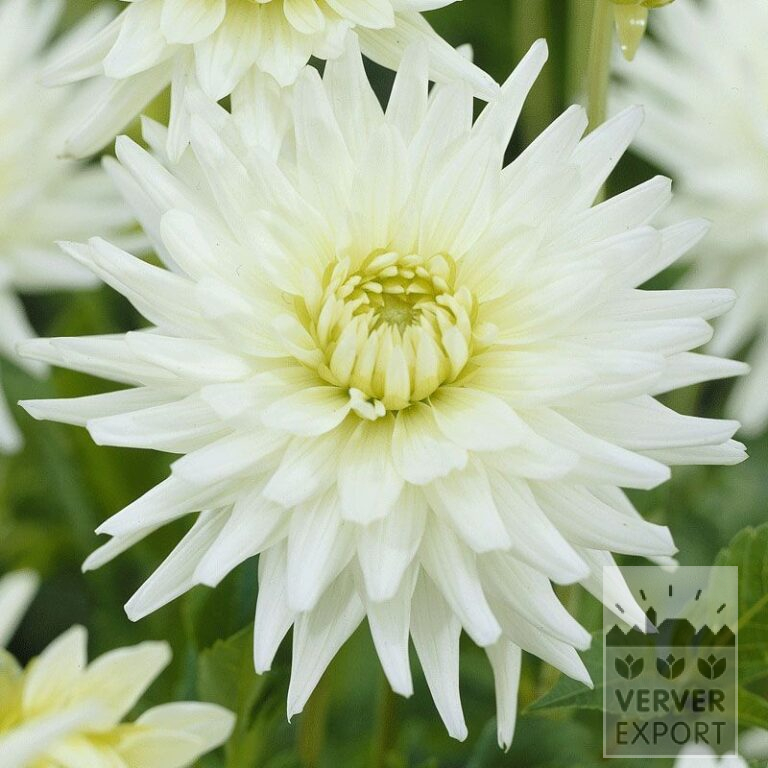 Dahlia op pot 'My Love' (29123)