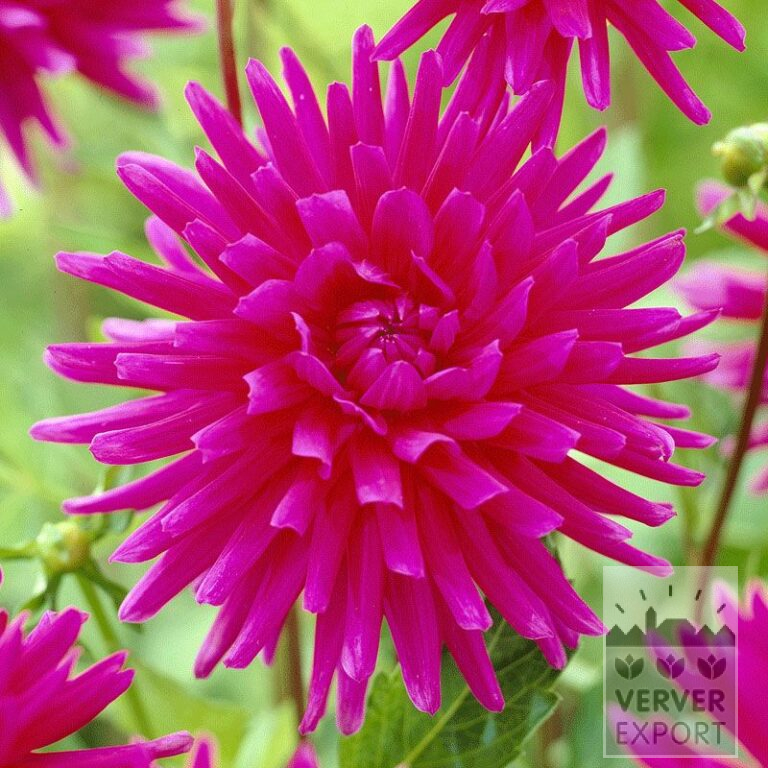 Dahlia op pot 'Purple Gem' (29127)