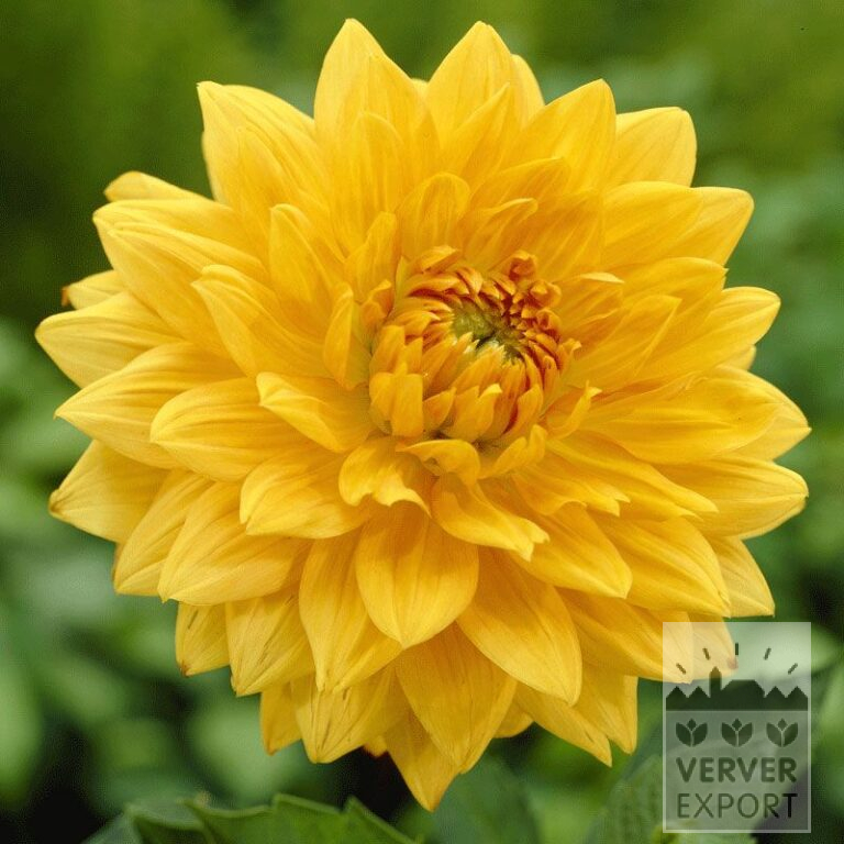 Dahlia op pot 'Glorie van Noordwijk' (29136)