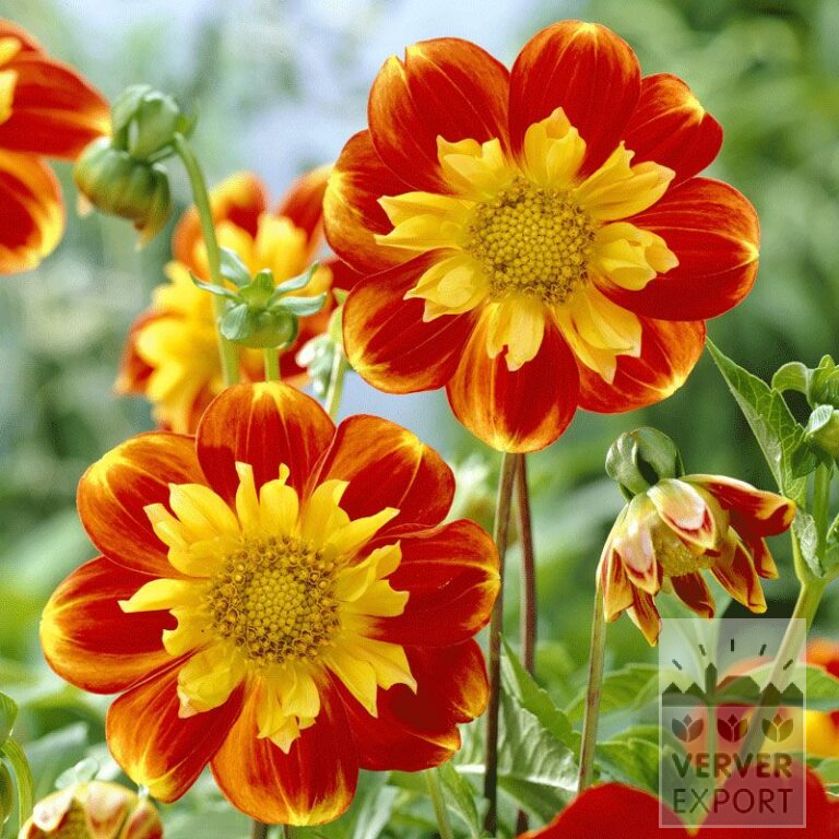 Dahlia op pot 'Pooh' (29145)