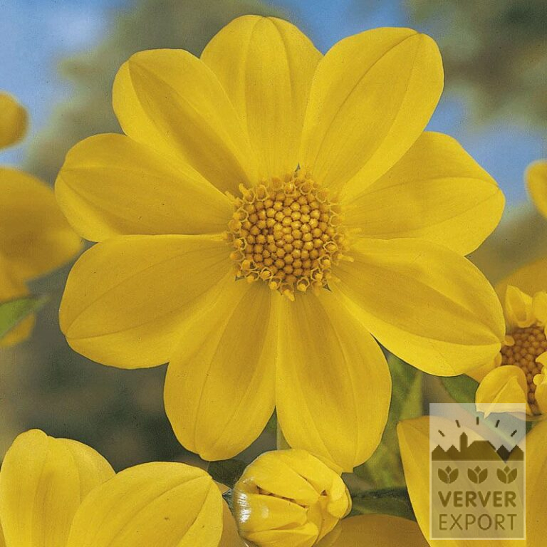 Dahlia op pot 'Yellow Sneezy' (29150)
