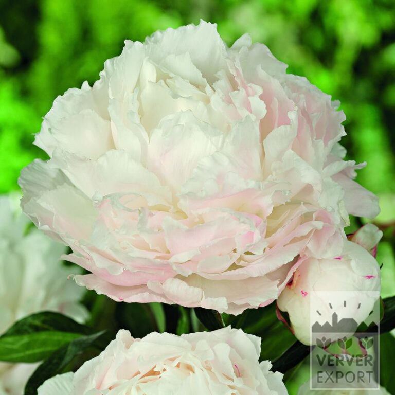 Paeonia 'Shirley Temple' (29098)