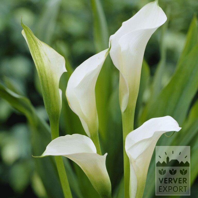 Zantedeschia op pot Supri-Wit (29183)