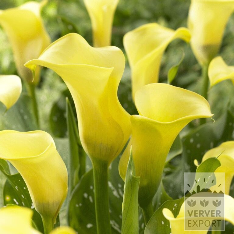 Zantedeschia op pot Supri-Geel (29184)
