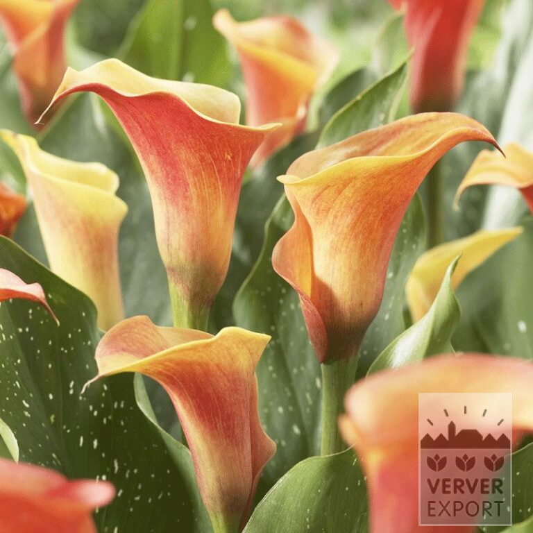 Zantedeschia op pot Supri-Oranje (29186)