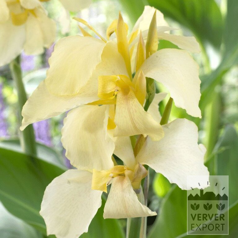 Canna op pot 'Gran Canaria' (29193)