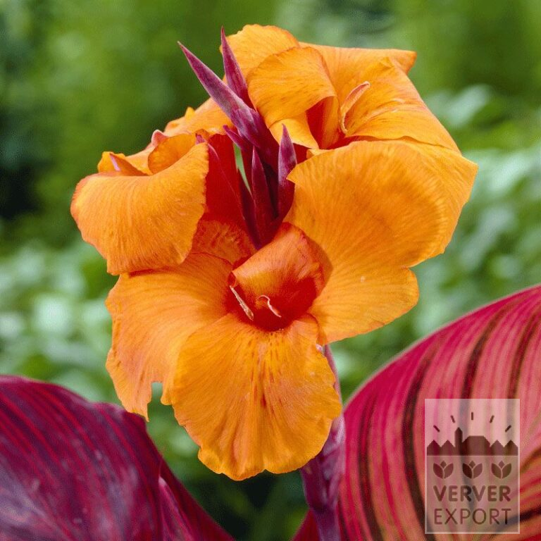 Canna op pot 'Durban' (29201)