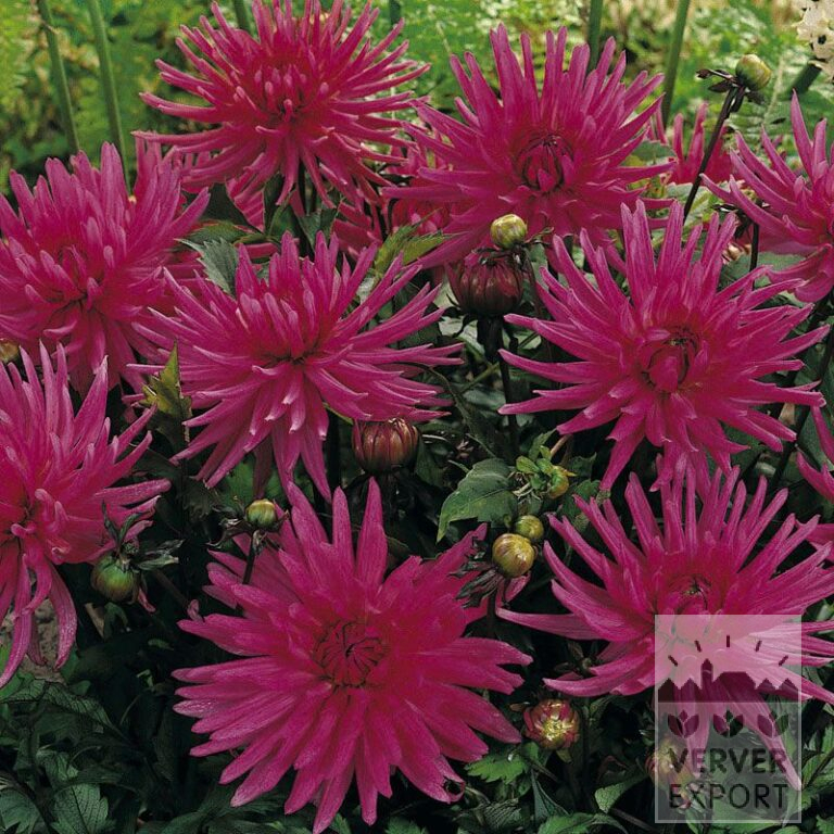 Dahlia op pot 'Blue Record' (29205)