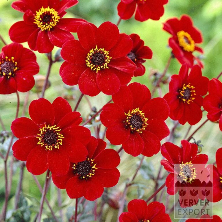 Dahlia op pot 'Bishop of Auckland' (29217)