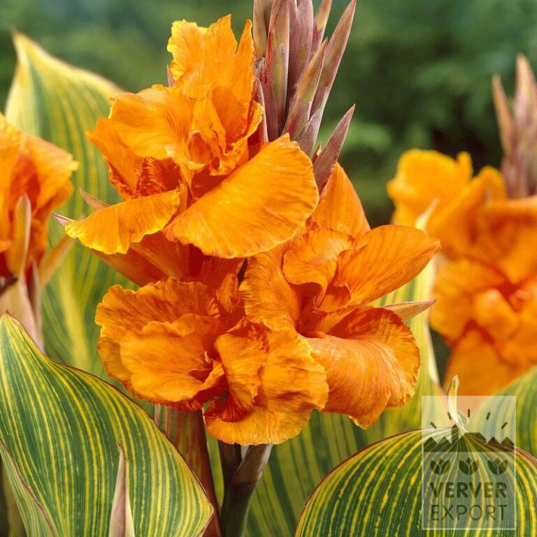 Canna op pot 'Bengal Tiger' (29220)