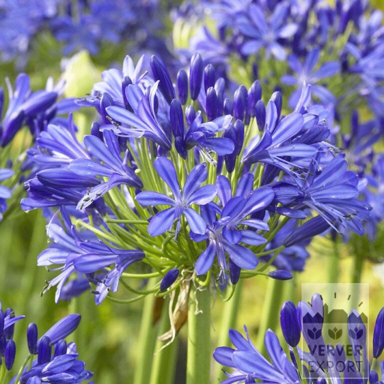 Agapanthus op pot Blauw (29227)