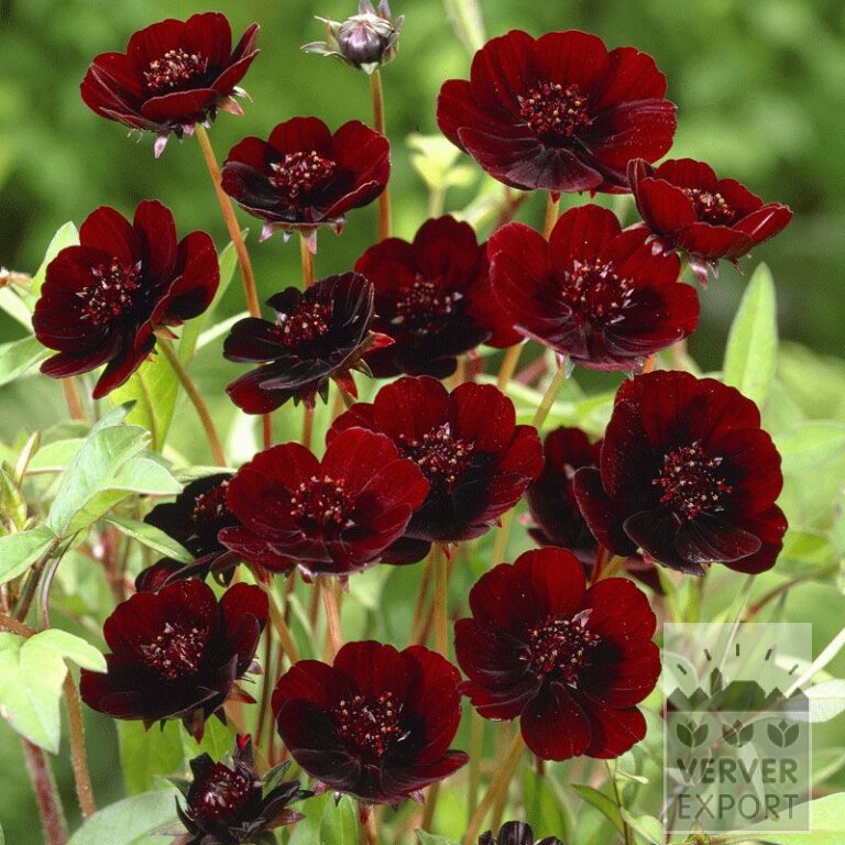 Cosmos op pot atrosanguineus (29228)
