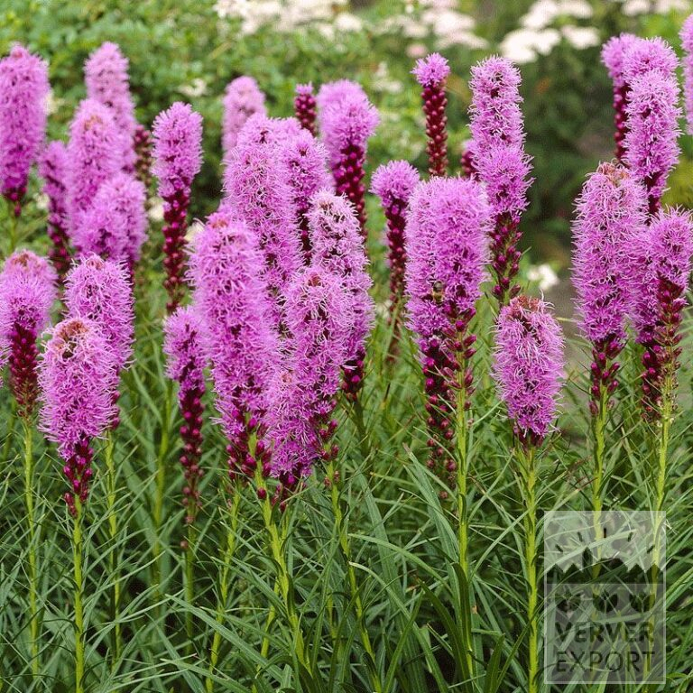 Liatris op pot spicata rose (29231)
