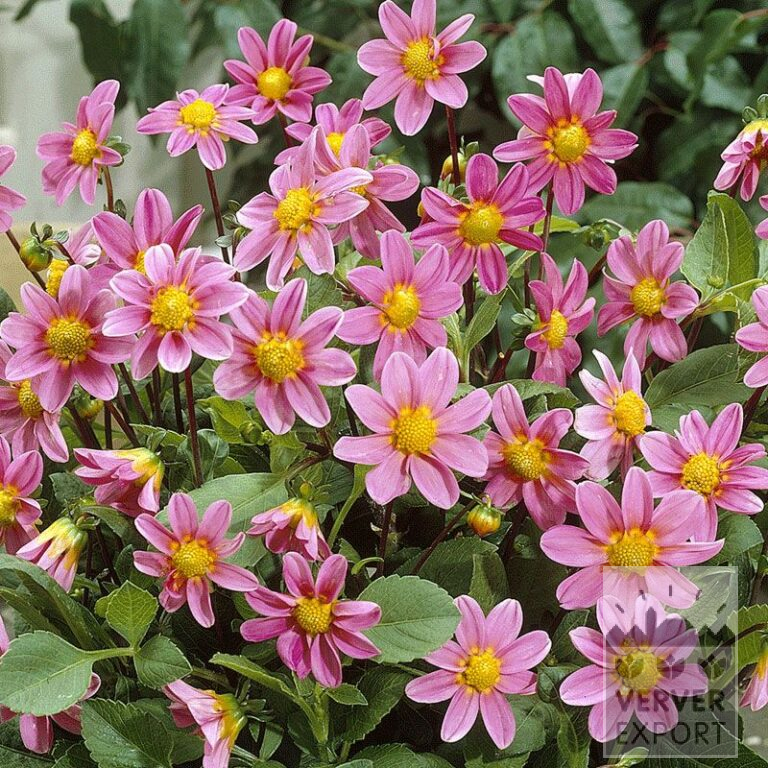 Dahlia op pot 'Bonne Esperance' (29237)