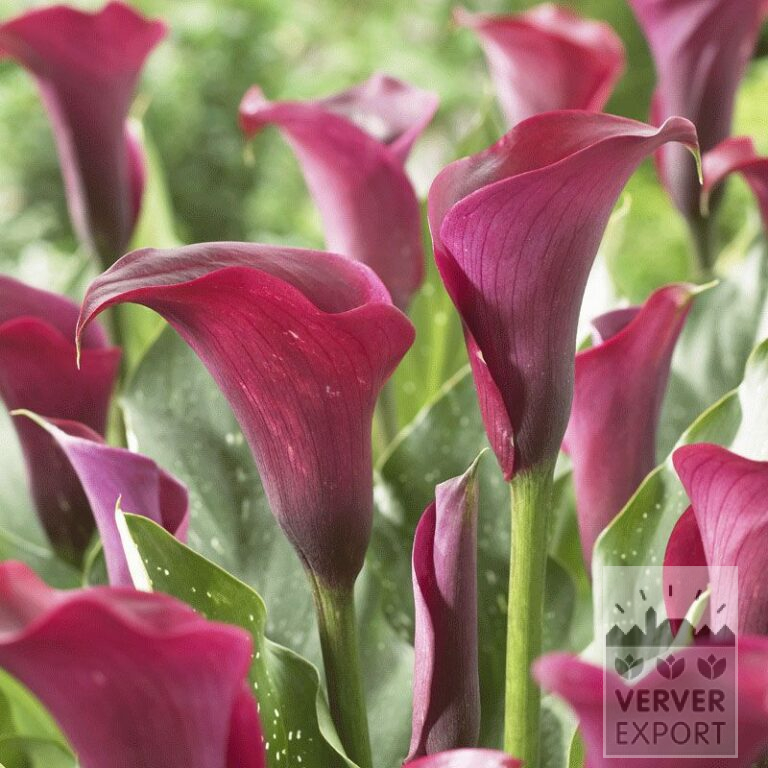 Zantedeschia op pot Supri-Violet (29240)