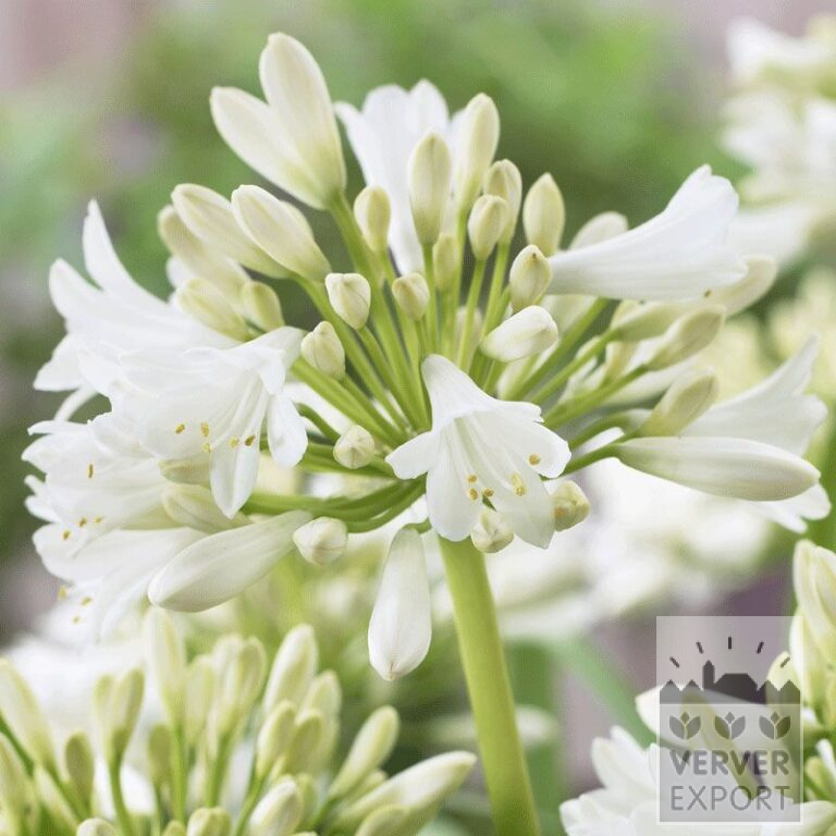 Agapanthus op pot Wit (29242)