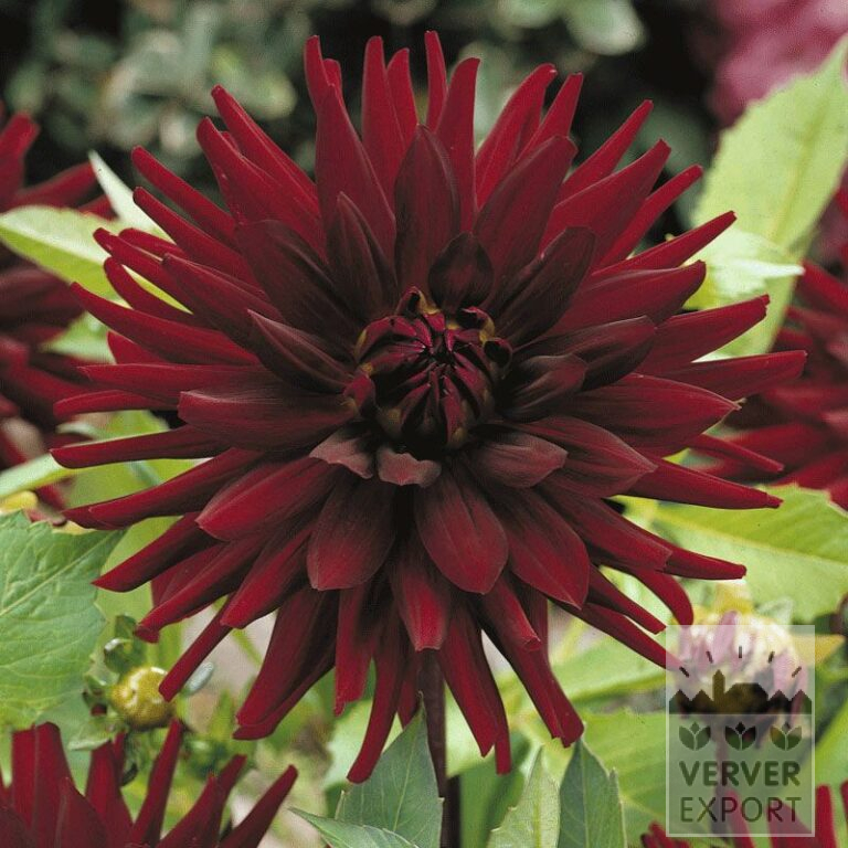 Dahlia op pot 'Chat Noir' (29243)