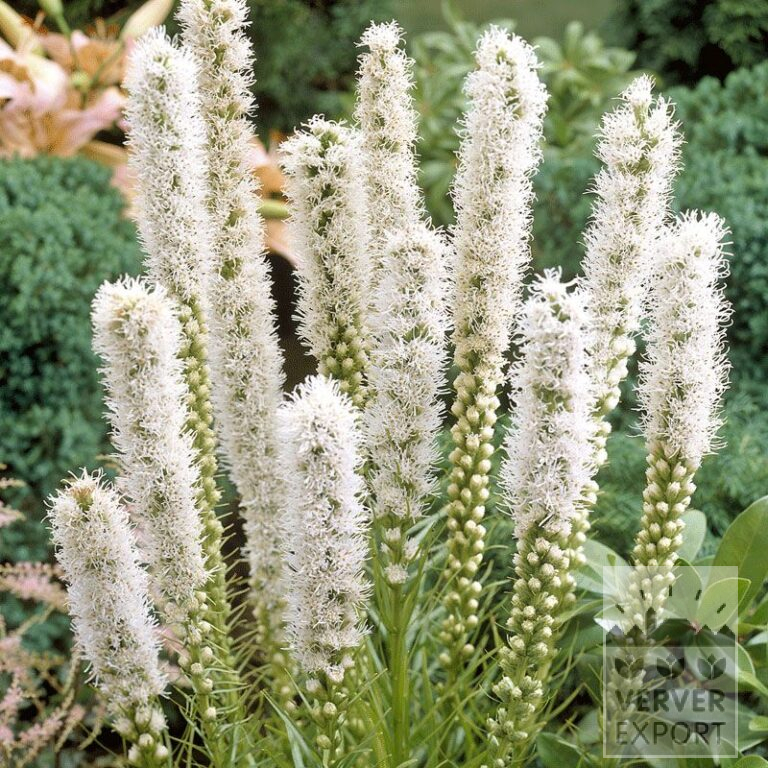 Liatris op pot spicata 'Floristan Alba' (29260)