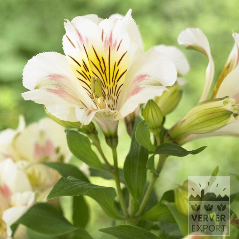 Alstroemeria op pot Wit (29261)