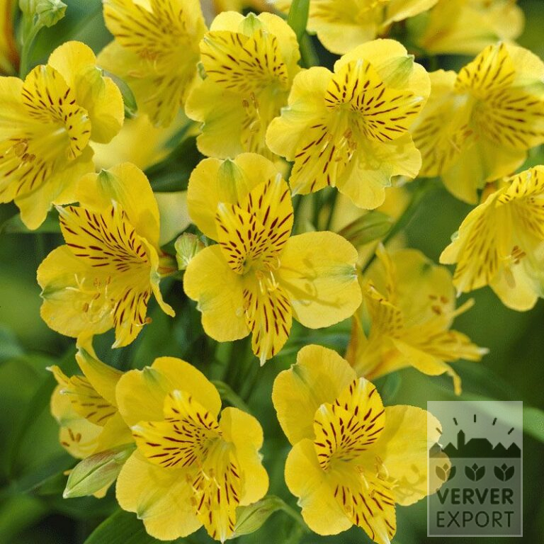 Alstroemeria op pot Geel (29262)