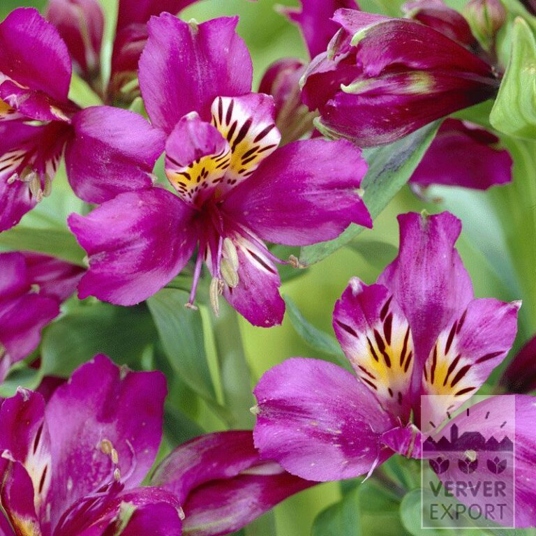 Alstroemeria op pot Violet (29264)