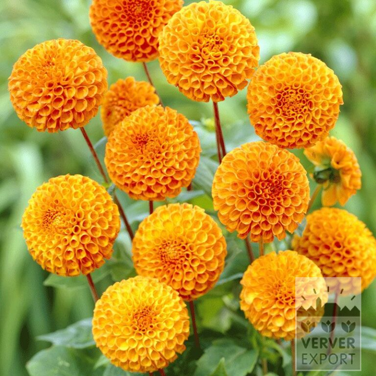 Dahlia op pot 'Bantling' (29266)