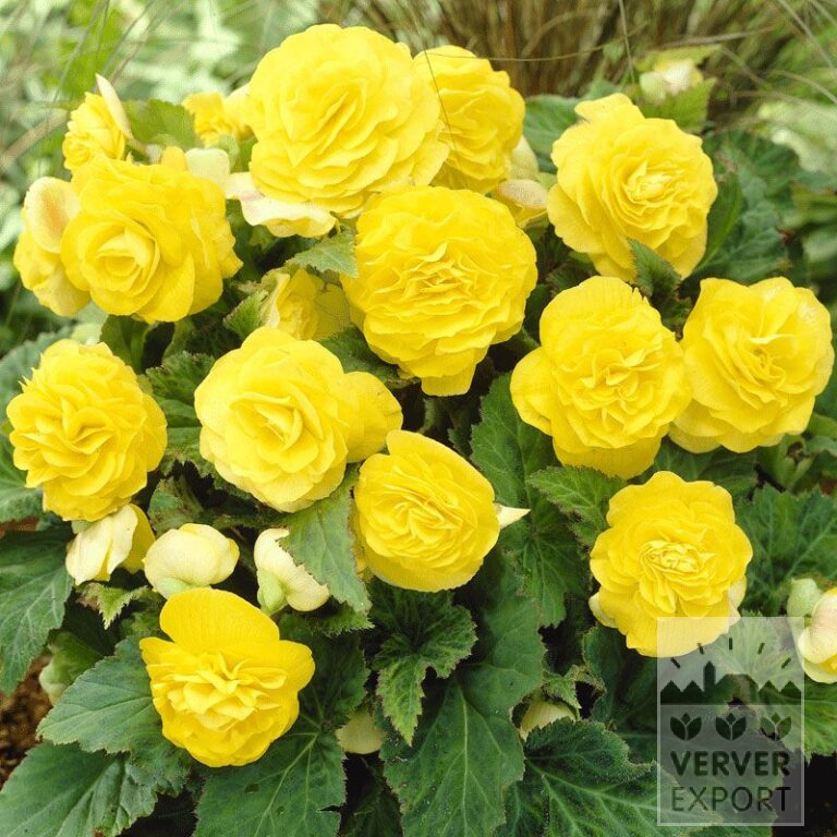 Begonia op pot Non Stop Geel (29271)