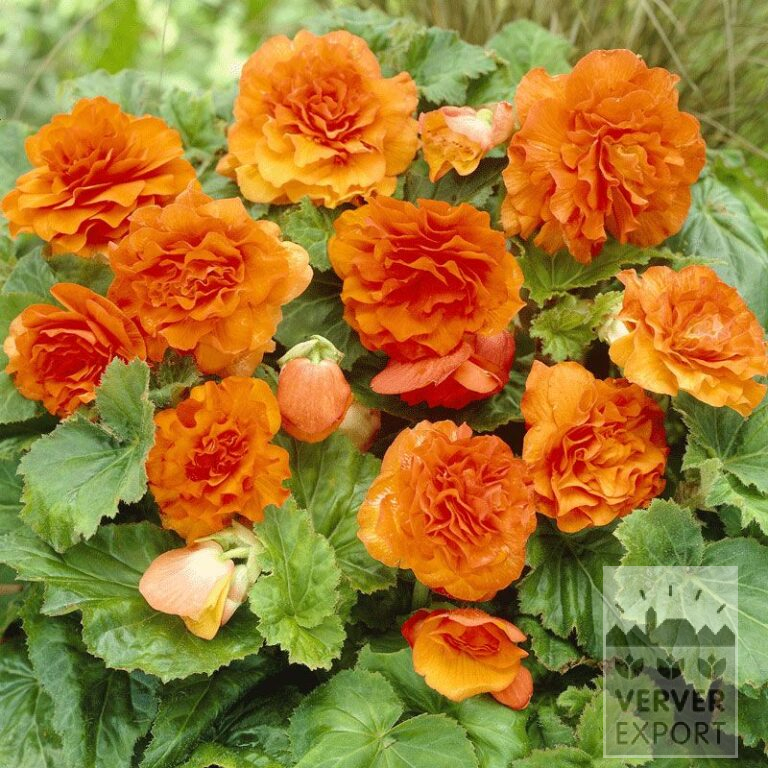 Begonia op pot Non Stop Oranje (29272)