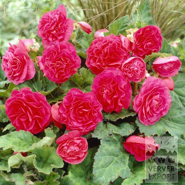 Begonia op pot Non Stop Rose (29273)