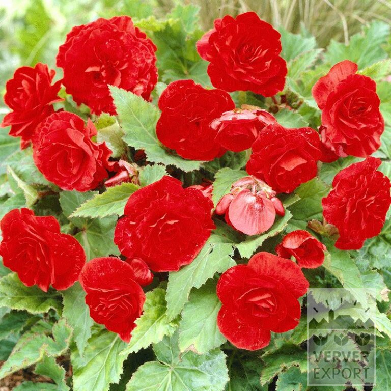 Begonia op pot Non Stop Rood (29274)