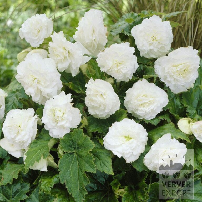 Begonia op pot Non Stop Wit (29275)