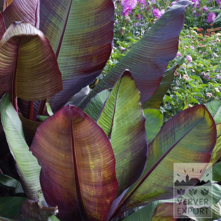 Ensete op pot Rood (29283)