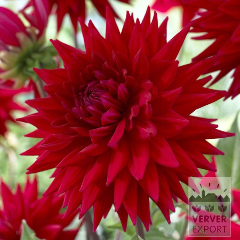 Dahlia op pot 'Witteman's Best' (29289)