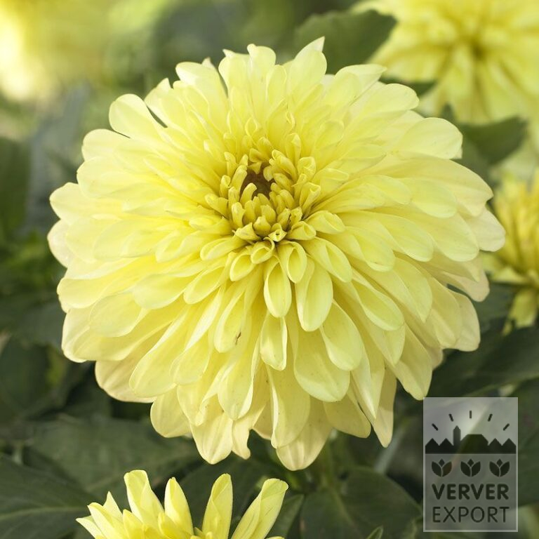 Dahlia op pot 'Serenade' (29290)