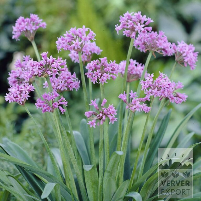 Tulbaghia op pot violacea (29291)