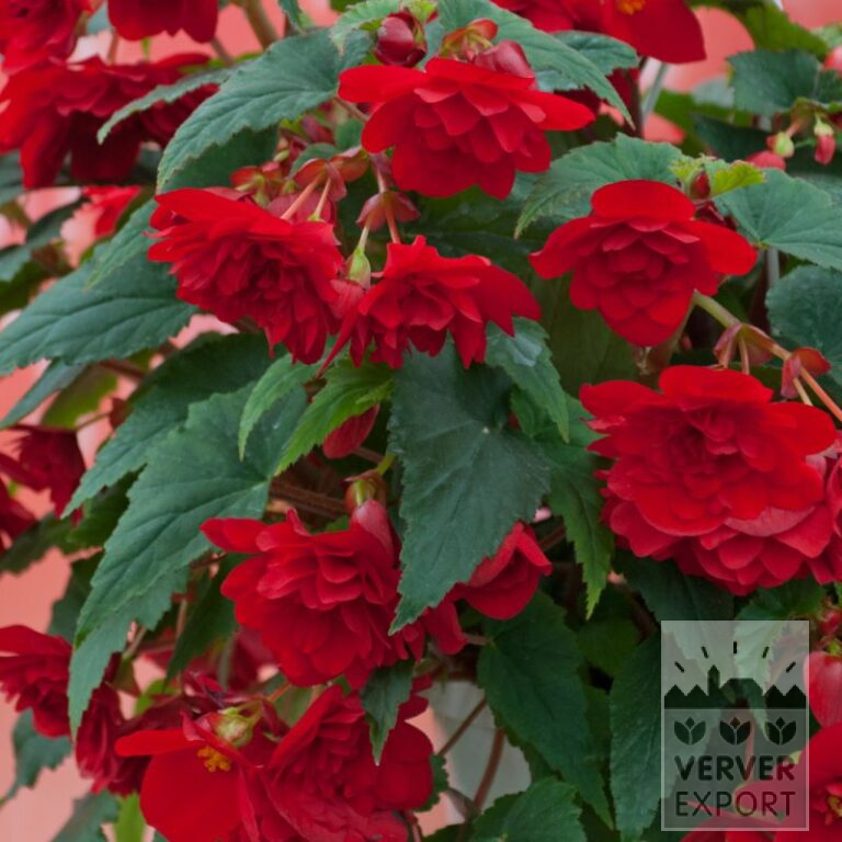 Begonia op pot Pendula rood (29293)