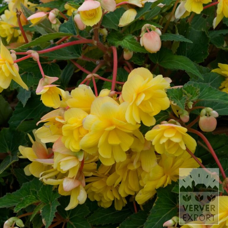 Begonia op pot Pendula geel (29294)