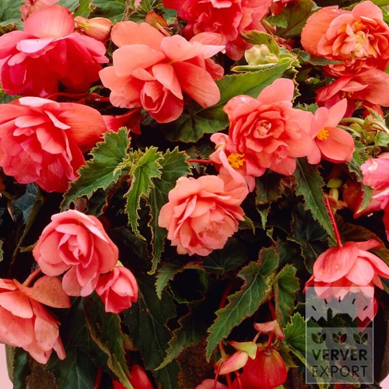 Begonia op pot Pendula rose (29295)
