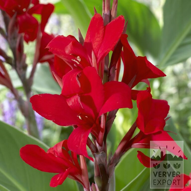 Canna op pot 'Kreta' (29297)