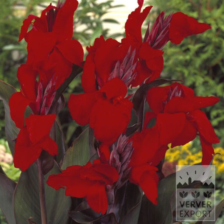 Canna op pot 'Australia' (29299)