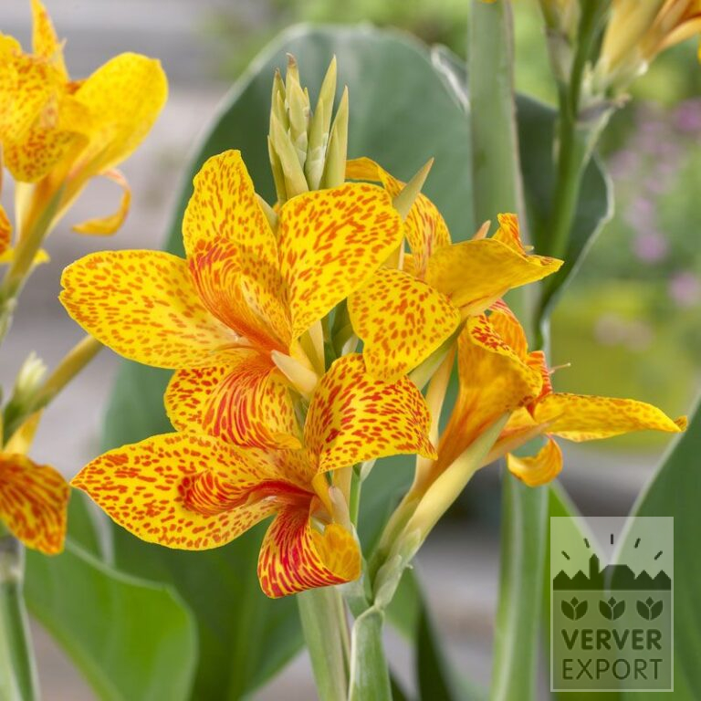 Canna op pot 'Tenerife' (29300)