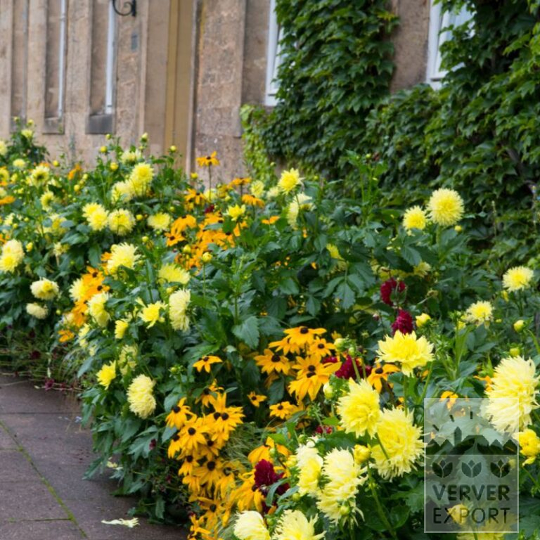 Zomer Tram Verver 'Rouroujaune' © / 5 m² (29341)
