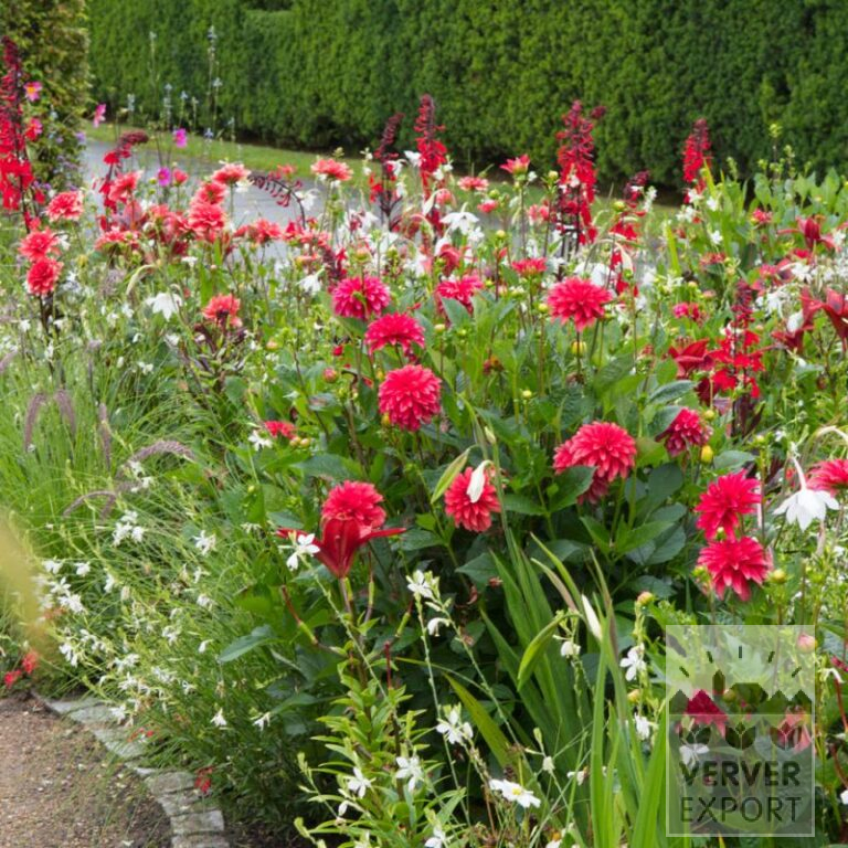 Zomer Tram Verver 'Red & White Splendour' © / 7 m² (29368)