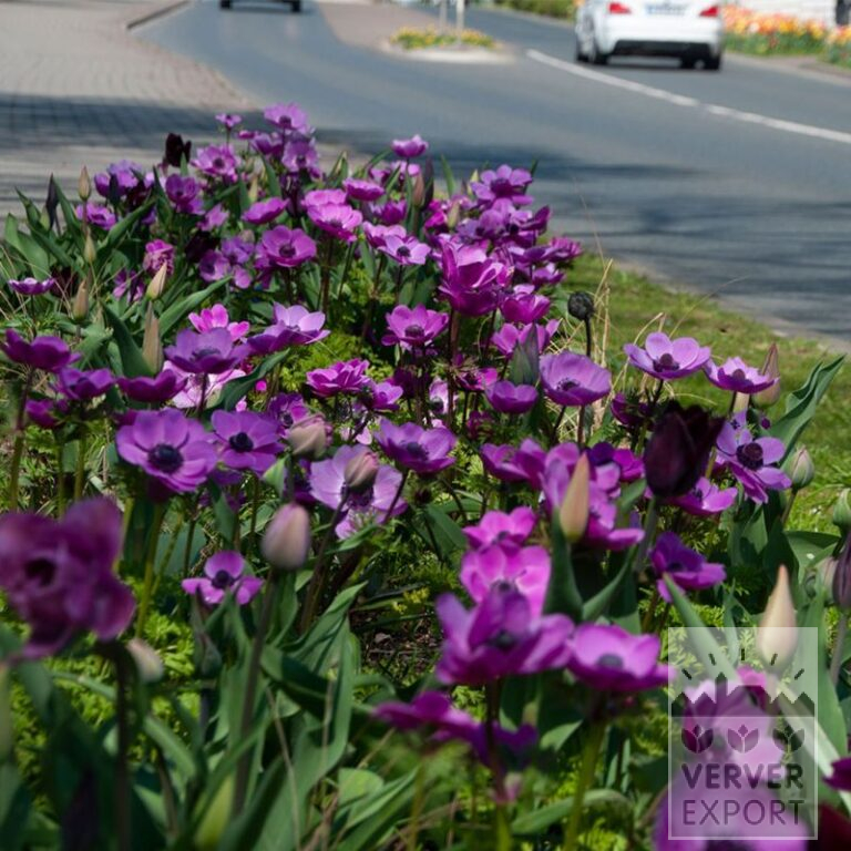 Tram Vivas 'Leonieke'© / 9m² (29558) - Afbeelding 2