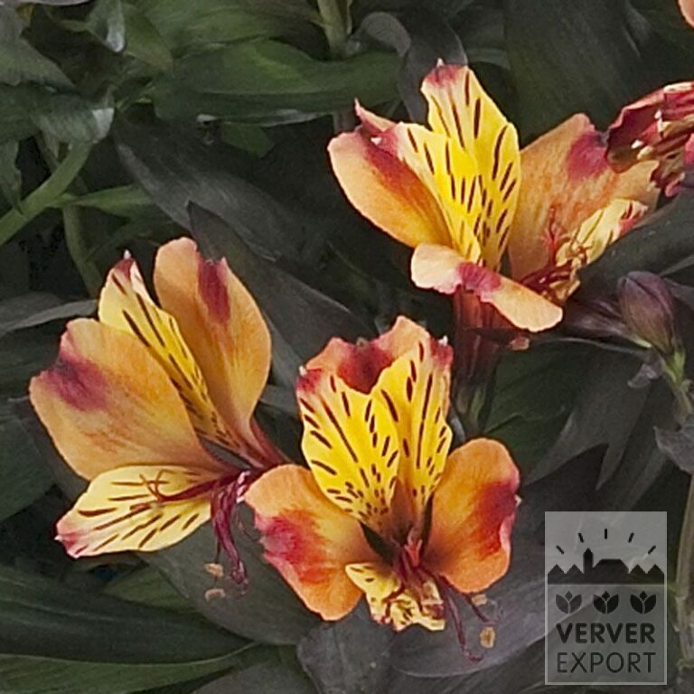 Alstroemeria op pot 'Indian Summer' (30001)
