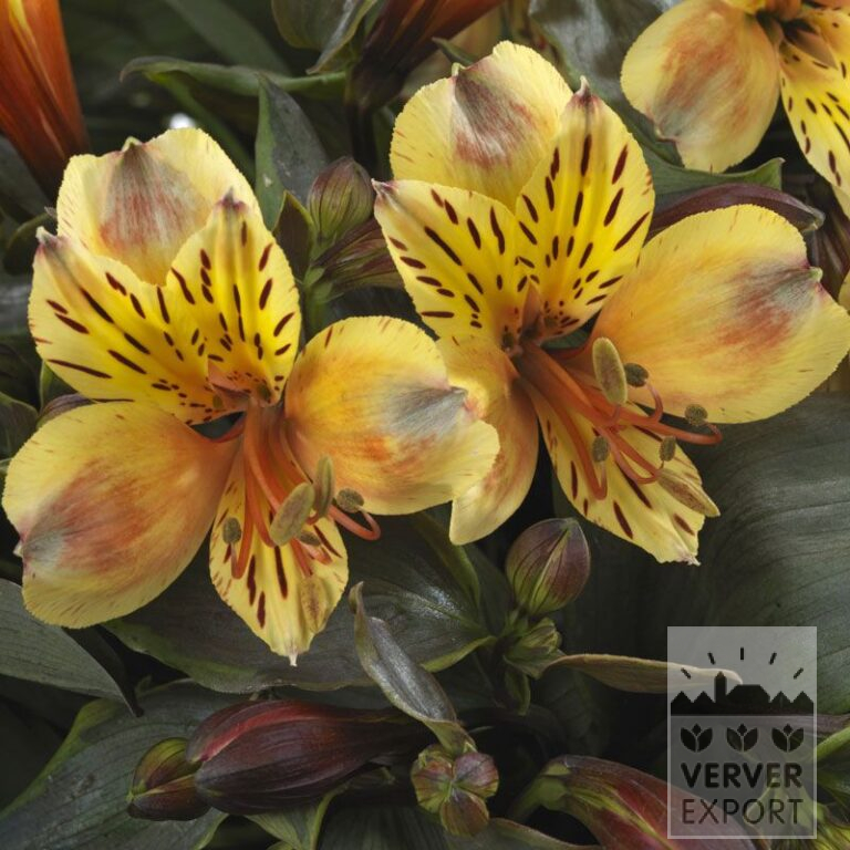 Alstroemeria op pot 'Summer Breeze' (30002)