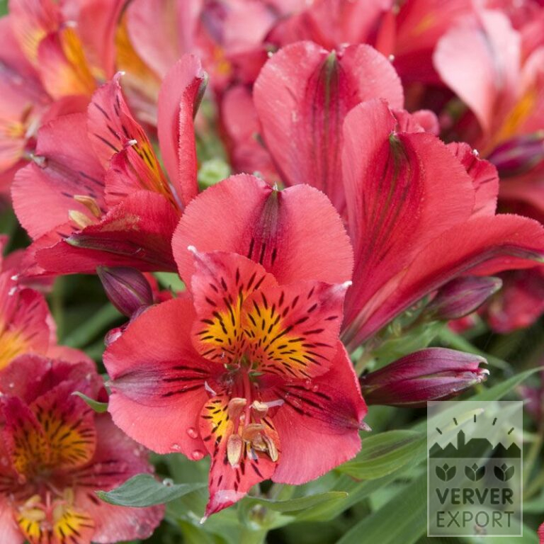 Alstroemeria op pot Rood (30003)
