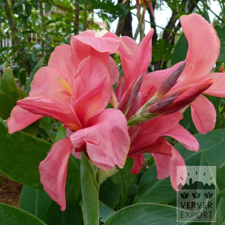 Canna op pot 'Cannova Pink' (30004)